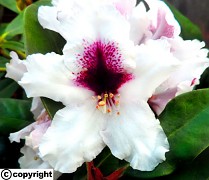Rhododendron ´Hachmann´s Picobello´ 