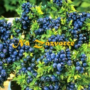 Kanadské borůvky velké sazenice Kanadské borůvky velké sazenice