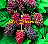 Malinoostružina beztrnná LOGANBERRY