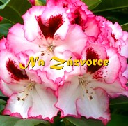 Rhododendron ´Cheesecake´