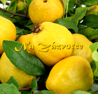 Kdoulovec ´Cido´ SEVERSKÝ CITRON