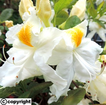 Azalka ´Schneegold´