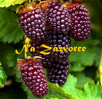 Malinoostružina beztrnná BOYSENBERRY