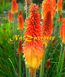 Kniphofia KLEOPTAŘINA JEHLA