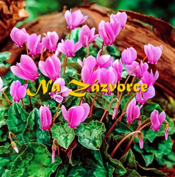 Brambořík venkovní ´Rosenteppich´