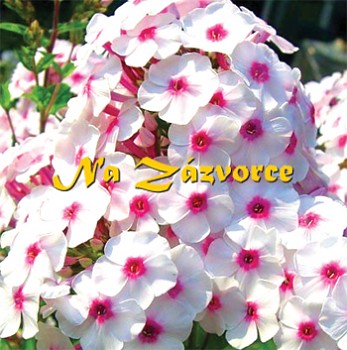 Plamenka latnatá ´Europa´