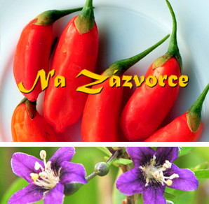  Kustovnice čínská GOJI ´No.1´ VELKOPLODÁ 