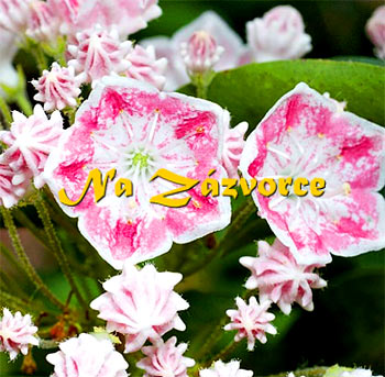 Kalmie ´Hania´