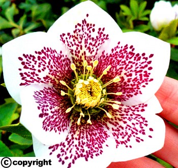 Čemeřice ´PRETTY White Spotted´ 