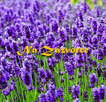 Levandule úzkolistá´Hidcote´