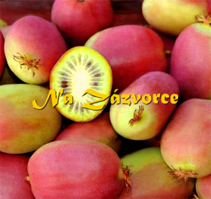 KIWI SAMICE Actinidia arguta ´Bingo´ VĚTŠÍ