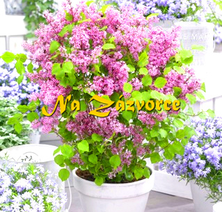 KEŘOVÝ Šeřík ´Flowerfesta Pink®´ TRPASLIČÍ