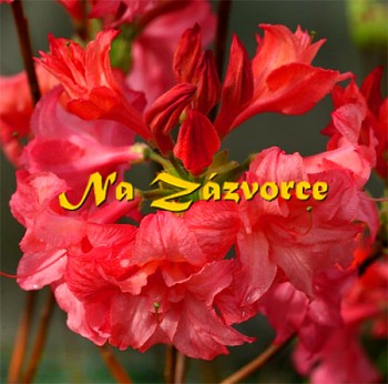 Azalka ´Rosenkopfchen´