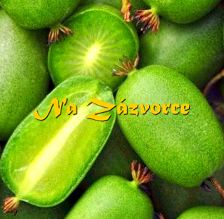 KIWI SAMOSPRAŠNÉ Actinidia arguta VĚTŠÍ ´VitiKiwi®´ BEZ SEMÍNEK