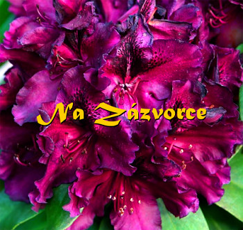 Rhododendron ´Kali´ 