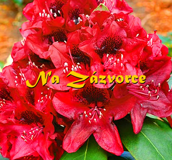 Rhododendron ´Matador´ 