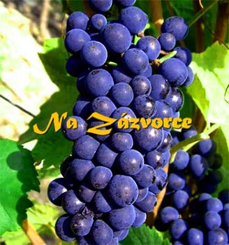 Réva stolní ´Nero´ v kontejneru