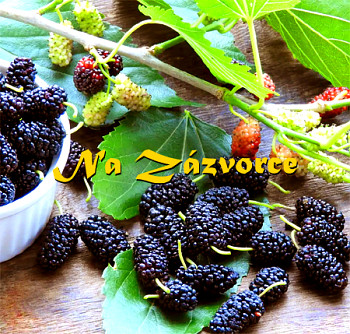 Moruše ZAKRSLÁ ´Mojo Berry´  