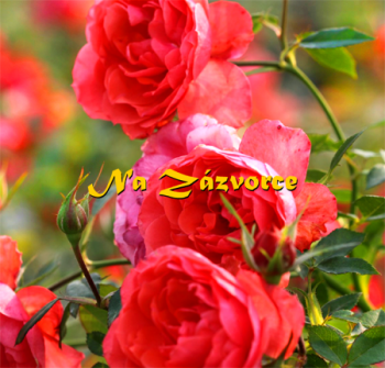Růže pokryvná SVĚTLE ČERVENÁ