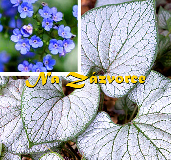 Pomněnkovec ´Silver Heart´