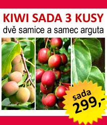 KIWI SADA Actinidia arguta 3 KUSY