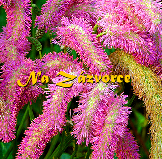 Krvavec ´Pink Brushes´