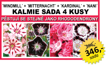KALMIE SADA 4 KUSY