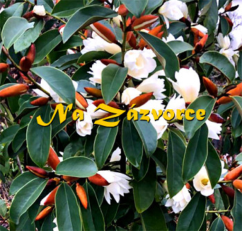 Magnólie ´Willow Leaf´ STÁLEZELENÁ (Magnolia dianica´Willow Leaf´)