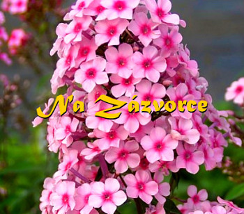 Plamenka latnatá ´Miss Pepper´ 