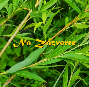 Vrba košíkářská