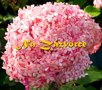 Hortenzie ´Pink Annabelle®´ STROMEČKOVITÁ 