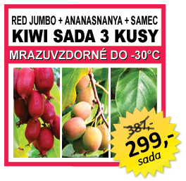 KIWI SADA 3 KUSY Actinidia arguta