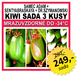 KIWI SADA 3 KUSY Actinidia kolomikta 