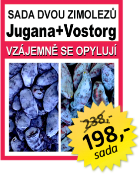 SADA 2 KUSY Zimolez kamčatský 