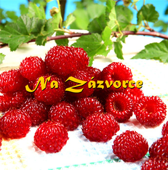  Maliník STROMEČKOVITÝ ´Raspberry Tower´