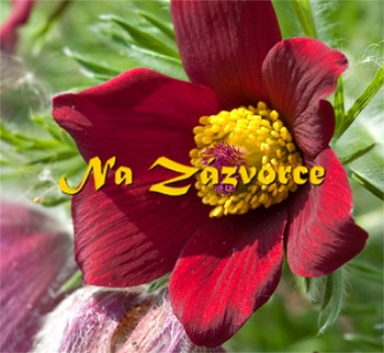 Koniklec ´Pinewheel Red´