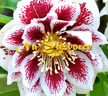 Čemeřice ´DOUBLE White Spotted´