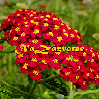 Řebříček ´Paprika´