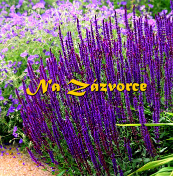 Šalvěj hajní ´Caradonna´