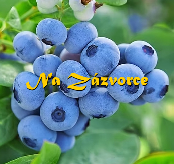 Kanadská borůvka STŘEDNÍ ´Huron´ VZROSTLÝ KEŘ
