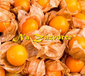 Mochyně peruánská 