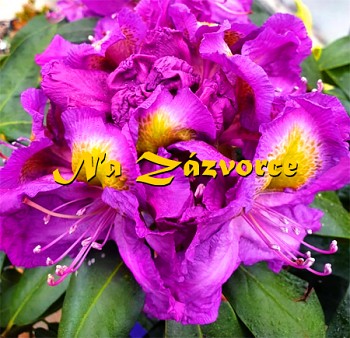 Rhododendron ´Magic Eye´