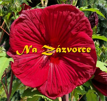 Ibišek bahenní ´Red Velvet´