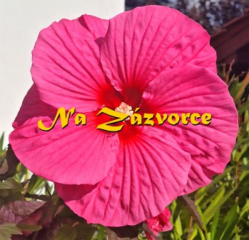 Ibišek bahenní ´Pink Chocolate´ ČERVENÉ LISTY