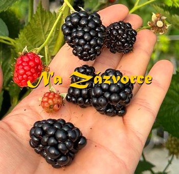  STÁLEPLODÍCÍ Ostružiník Juhas®  