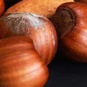  STROMKOVÁ Líska Hallská obrovská ´HALSKÝ OBR´ 