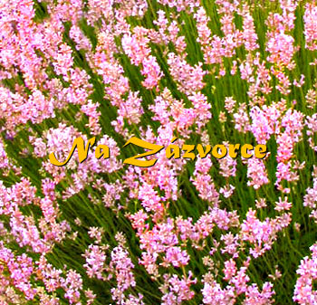 Levandule RŮŽOVÁ ´Miss Katherine´ 