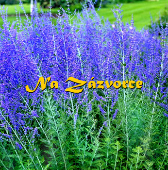 Perovskie ´Blue Spire´ 