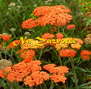 Řebříček ´Terracotta´