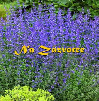 Šanta kočičí ´Walker´s Low´  